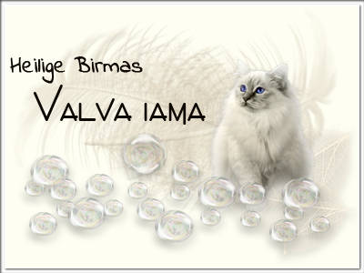 Banner 1 Valva iama